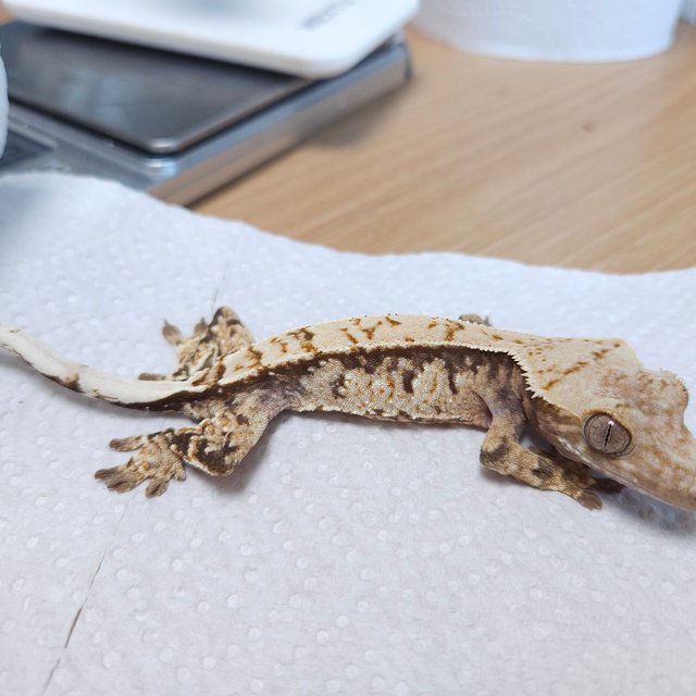 노멀 트라이 화이트스팟