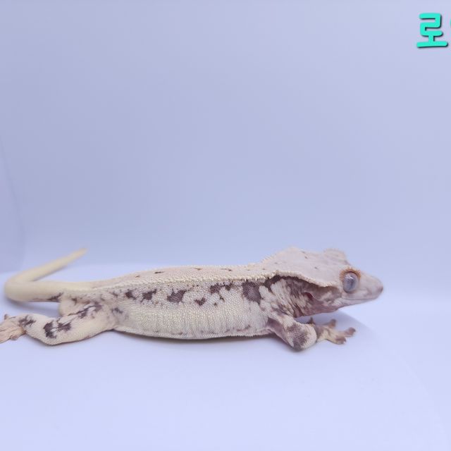 릴리화이트