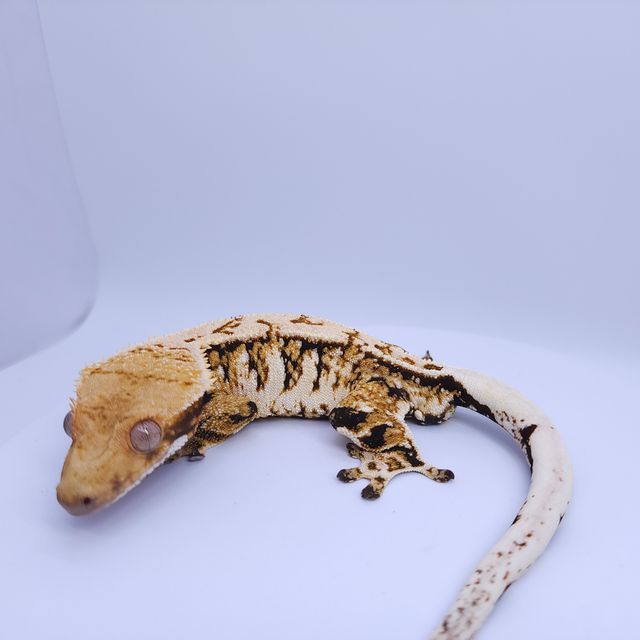 노멀 트라이 익스트림할리퀸 텐저린 화이트