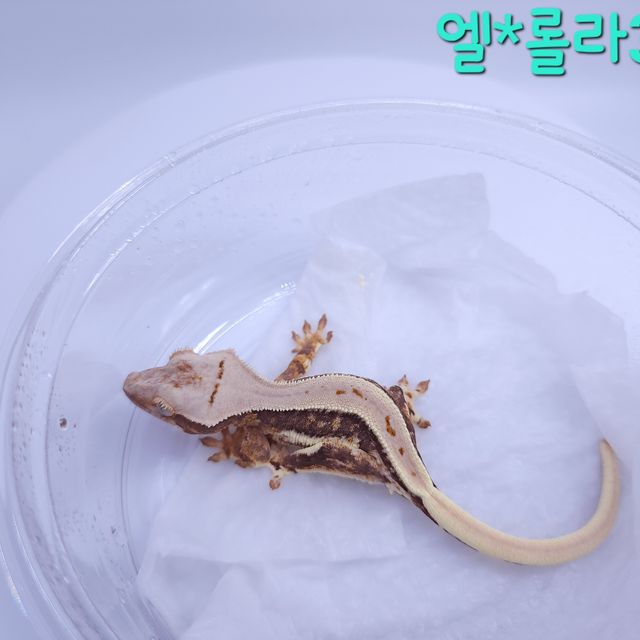 릴리화이트 풀핀