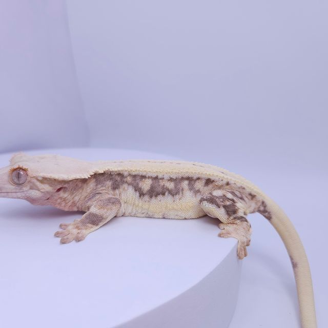 릴리화이트 풀핀 레이지