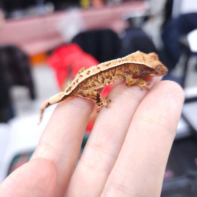 노멀 트라이 풀핀