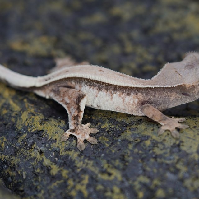 세이블 풀핀 화이트핀