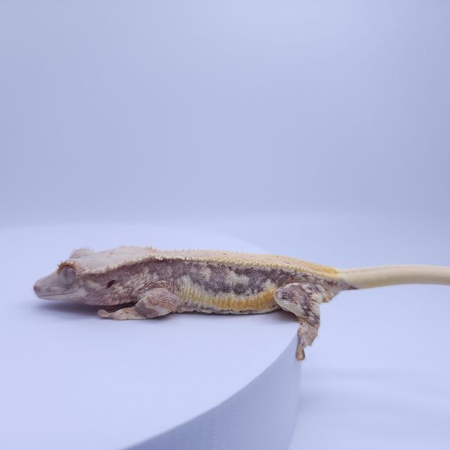 릴리화이트 풀핀 레이지