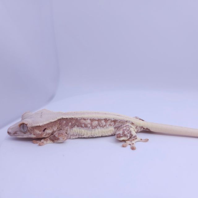 릴리화이트 풀핀 레이지