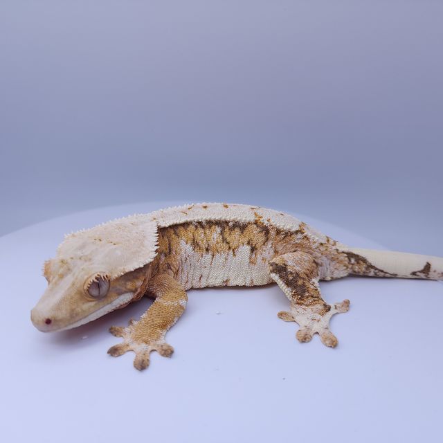 노멀 트라이 풀핀 화이트핀