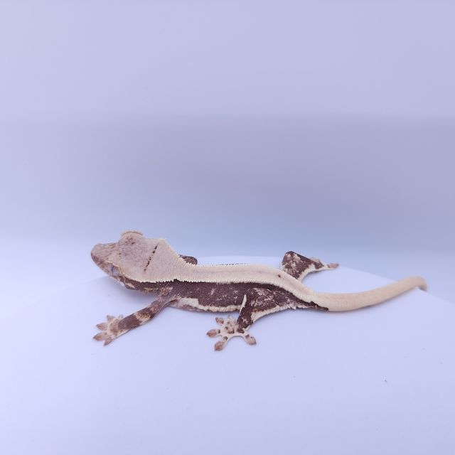 릴리화이트 풀핀
