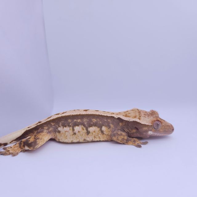 노멀 풀핀 텐저린