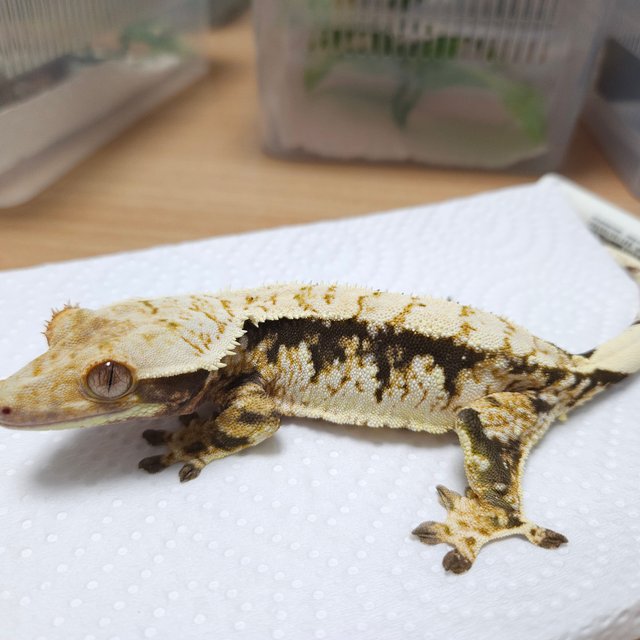 노멀 트라이 풀핀 화이트