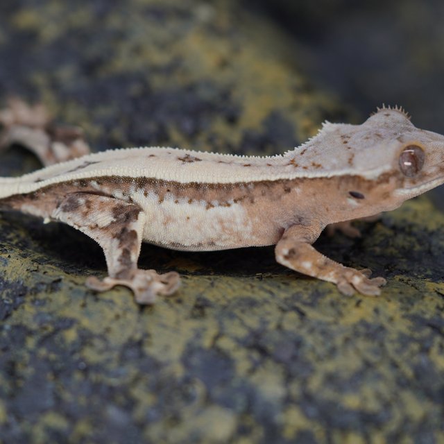 세이블 풀핀 크림시클