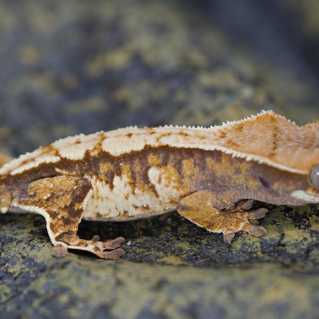 노멀 트라이 텐저린