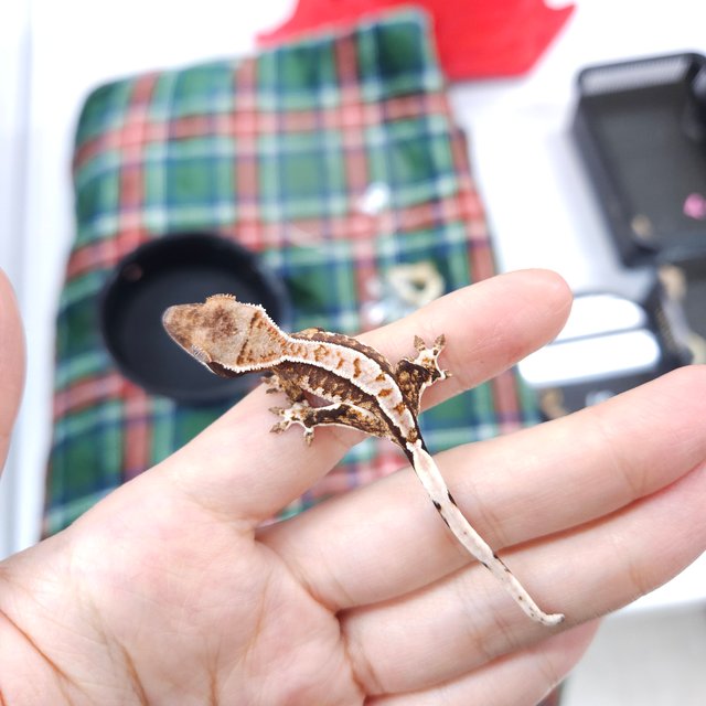 노멀 트라이 풀핀