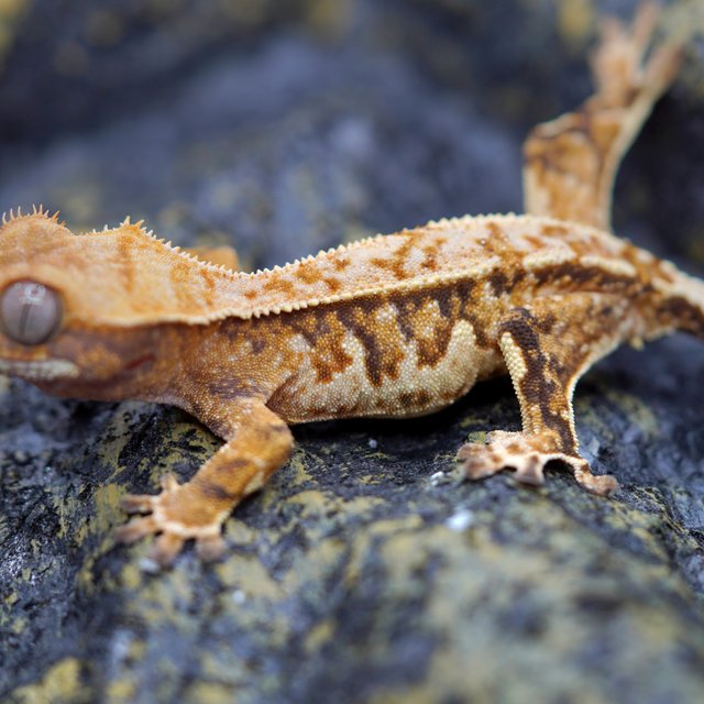 노멀 트라이 텐저린