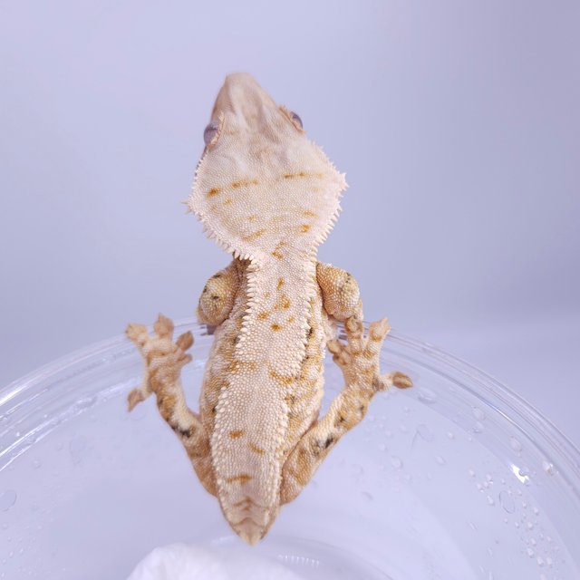 노멀 100%헷초초 트라이 풀핀