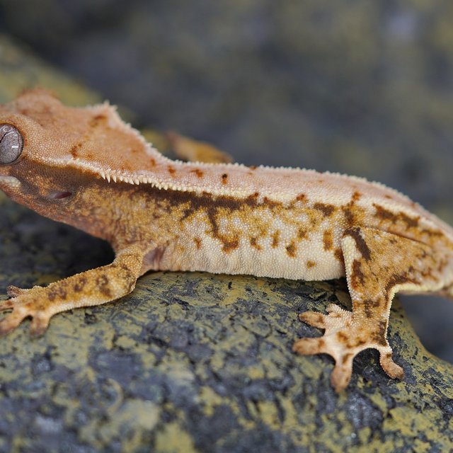 노멀 트라이 화이트스팟