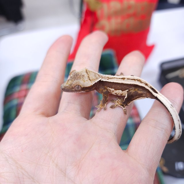 노멀 트라이 풀핀