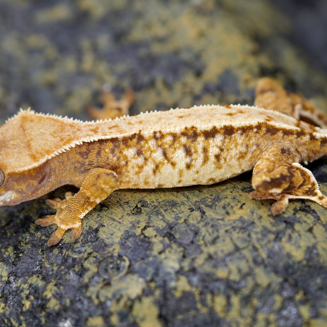 노멀 트라이 화이트스팟 화이트핀 텐저린