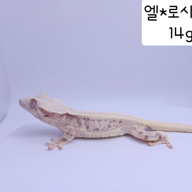 릴리화이트 풀핀 레이지