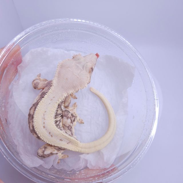 릴리화이트 풀핀 레이지