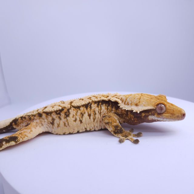 노멀 트라이 풀핀