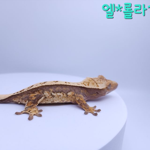 노멀 트라이 풀핀 텐저린