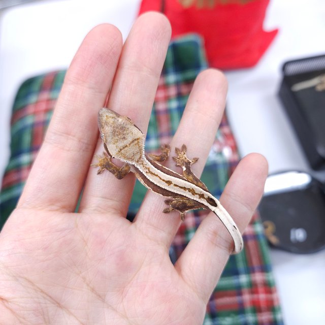 노멀 트라이 풀핀