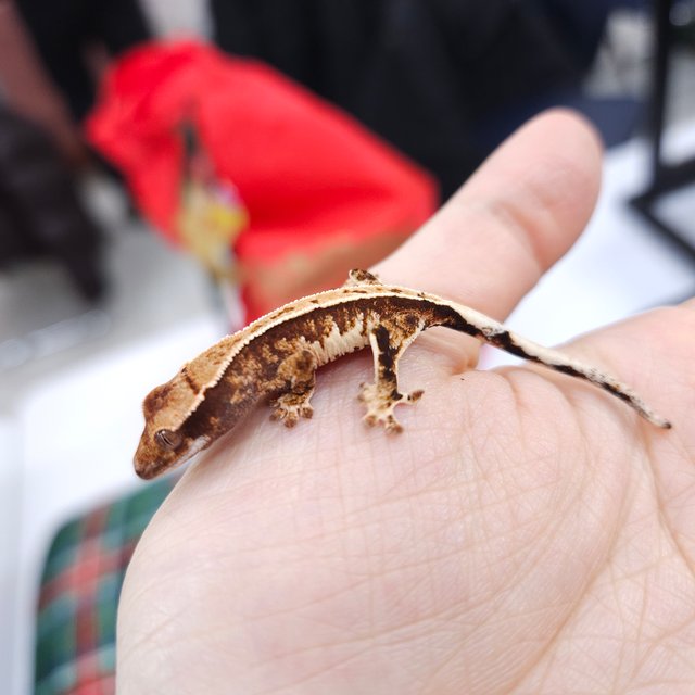 노멀 트라이 풀핀