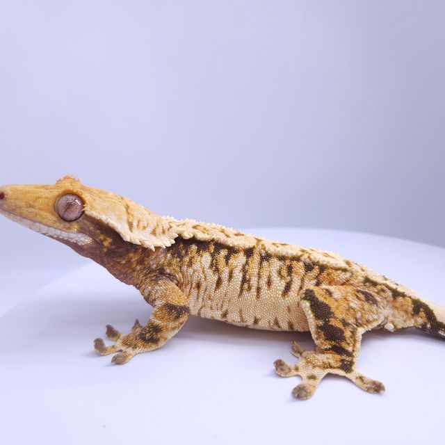 노멀 트라이 풀핀