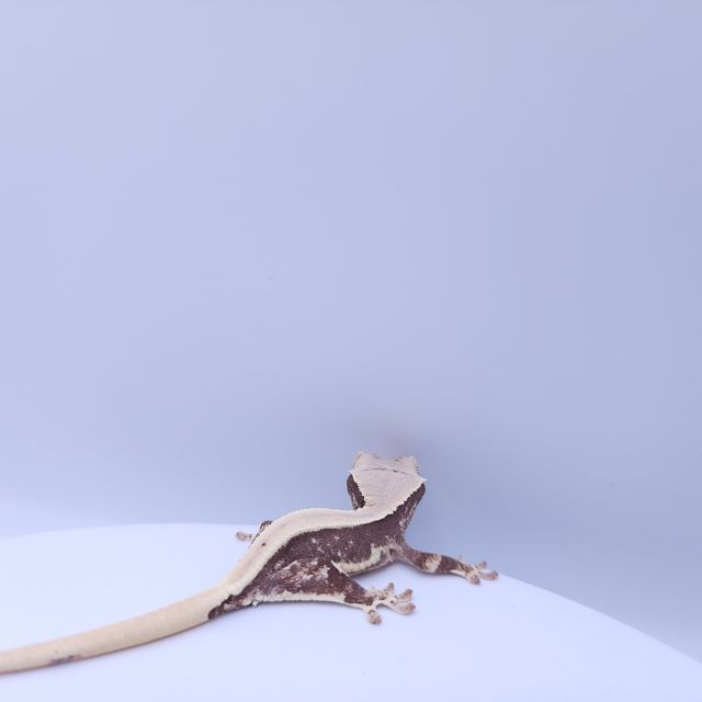 릴리화이트 풀핀