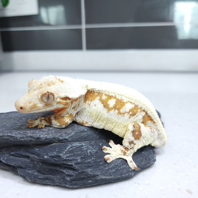릴리화이트 풀핀 크림시클