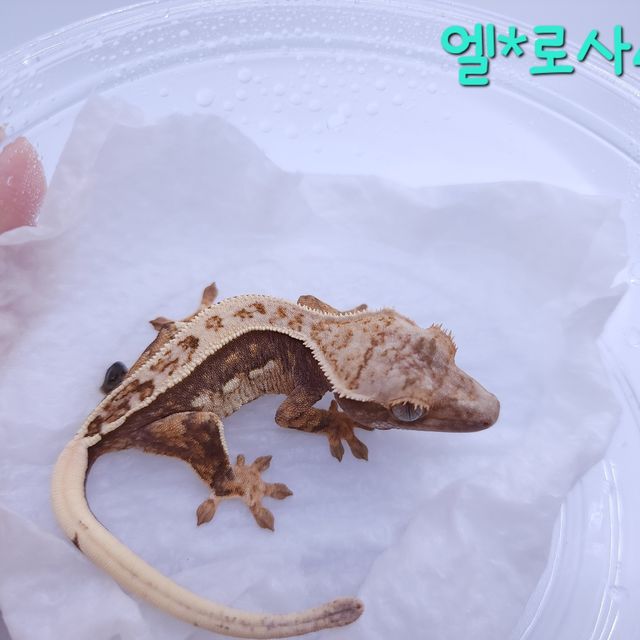 노멀 트라이 쿼드 풀핀 레이지 텐저린
