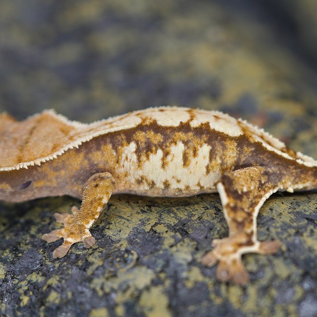 노멀 트라이 텐저린