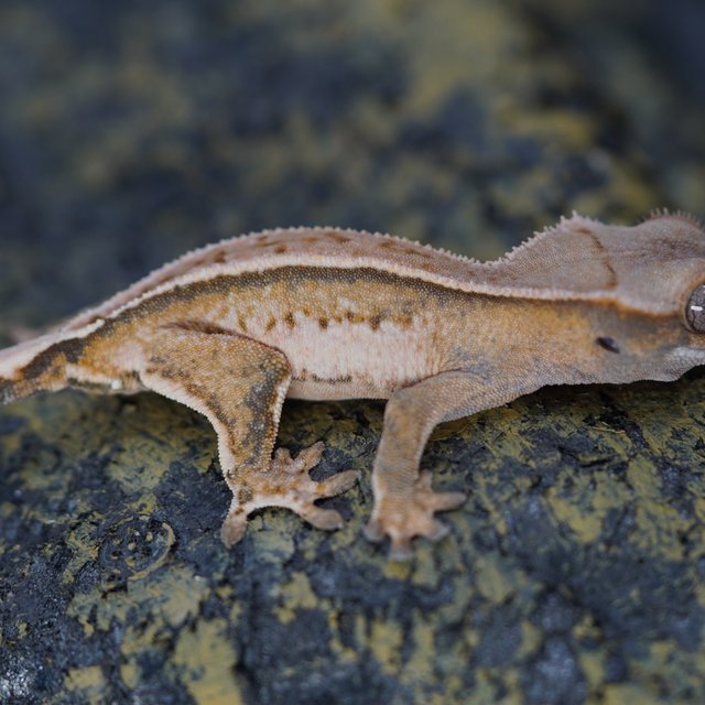 노멀 트라이 풀핀