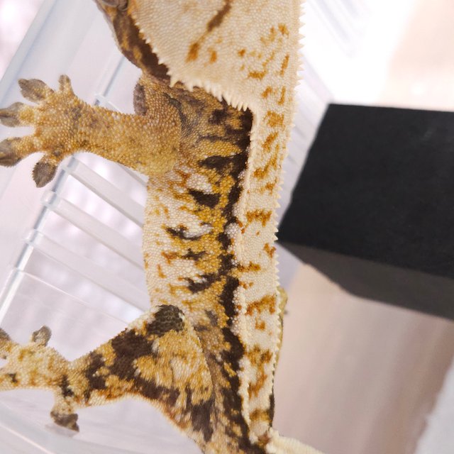 노멀 트라이 풀핀 텐저린