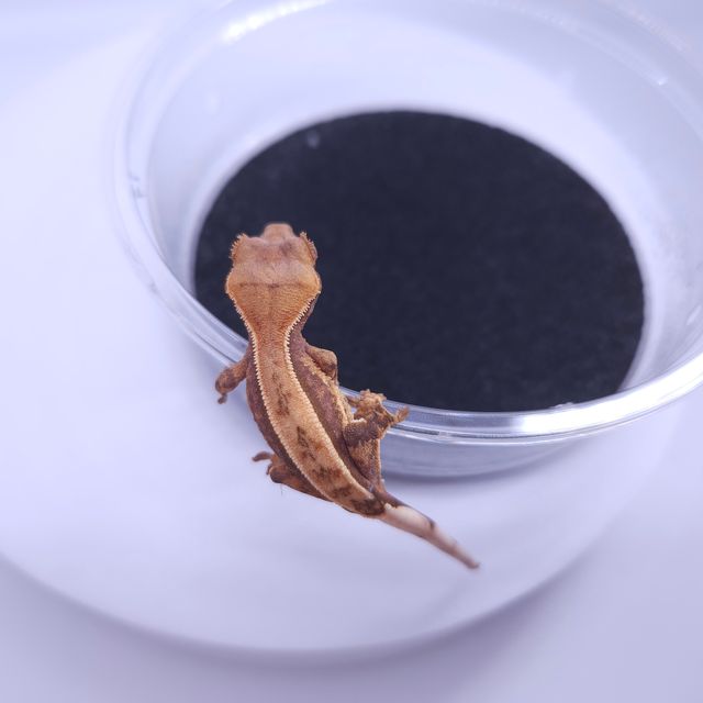 노멀 트라이 풀핀