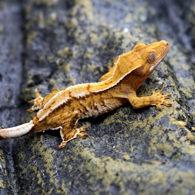 노멀 트라이 풀핀 텐저린