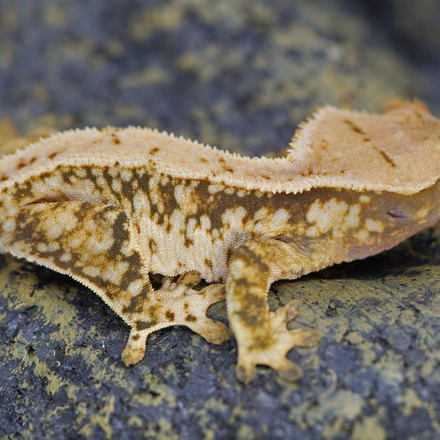 노멀 트라이 풀핀