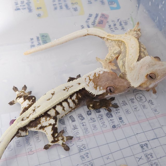 세이블 풀핀 화이트