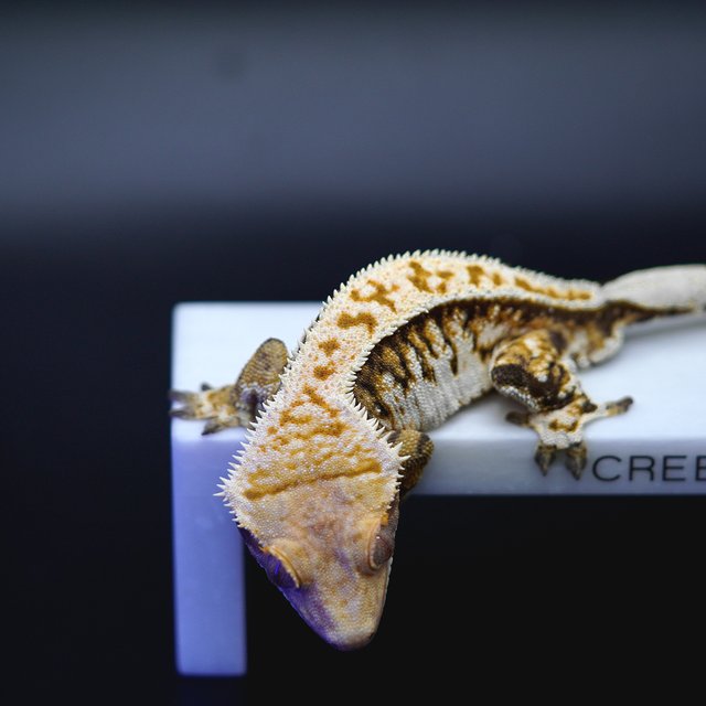 노멀 트라이 화이트핀