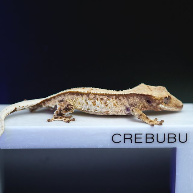 노멀 트라이 풀핀 화이트핀