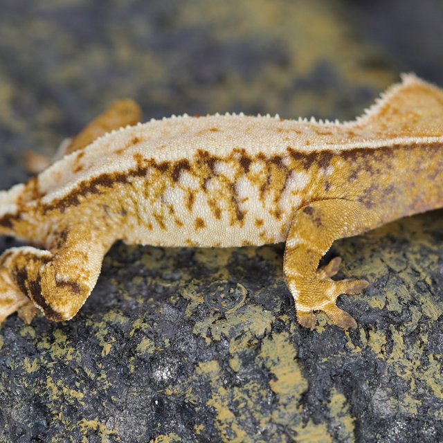 노멀 트라이 화이트스팟 화이트핀 텐저린