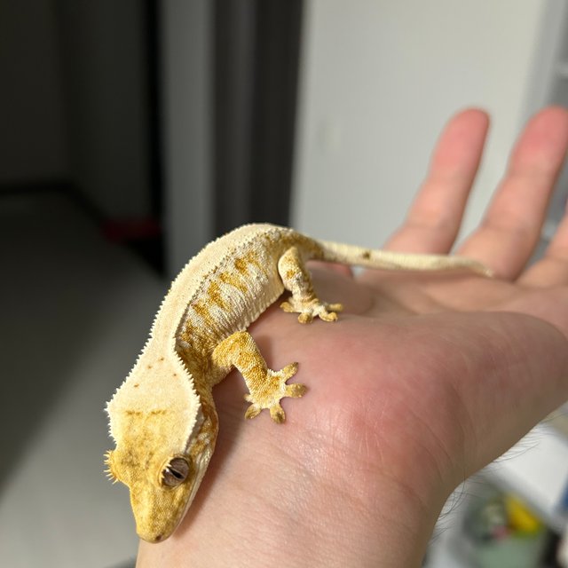 노멀 드리피 화이트스팟