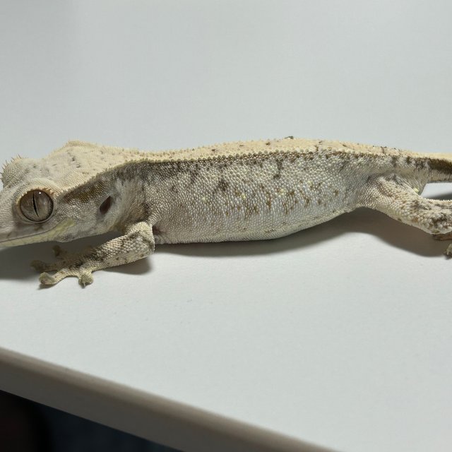 드리피 화이트스팟