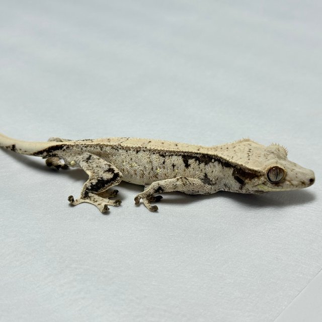 드리피 화이트스팟