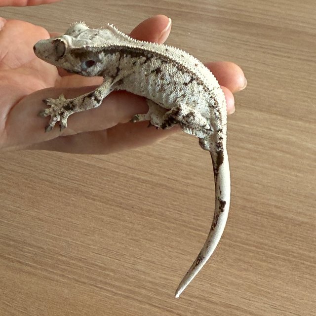 드리피 화이트스팟