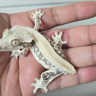 릴리화이트