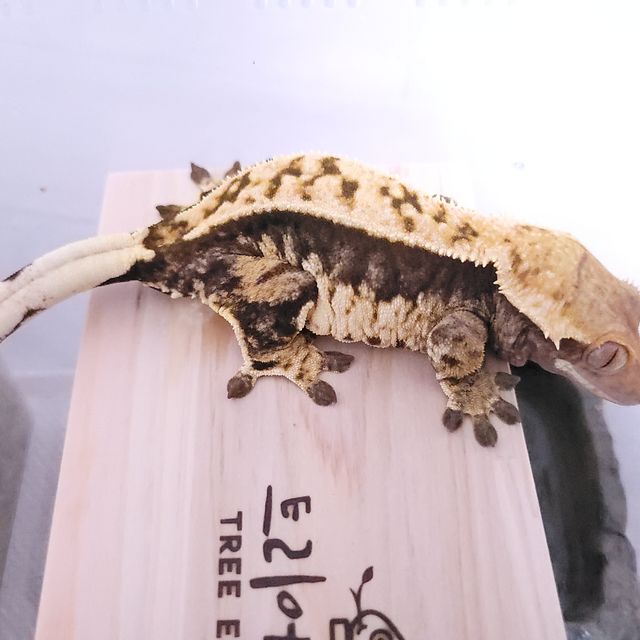 트라이