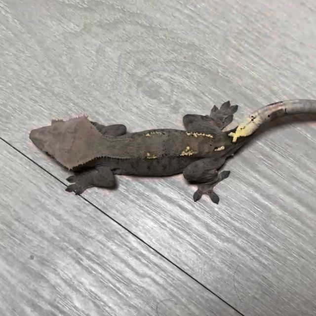 카푸치노