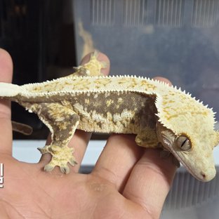 벤젤(젠젝스호문라인)