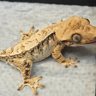 노멀 트라이 드리피 익스트림할리퀸